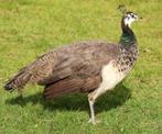 Pauw hen, Dieren en Toebehoren, Vrouwelijk, Overige soorten