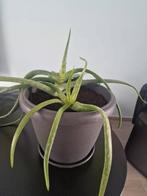 Groot Aloë Vera, Huis en Inrichting, Ophalen, In pot, Minder dan 100 cm