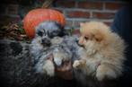 Keeshond pups (Pomeriaan), Dieren en Toebehoren, Honden | Poolhonden, Keeshonden en Oertypen, België, Keeshond, CDV (hondenziekte)