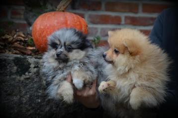 Keeshond pups (Pomeriaan) beschikbaar voor biedingen