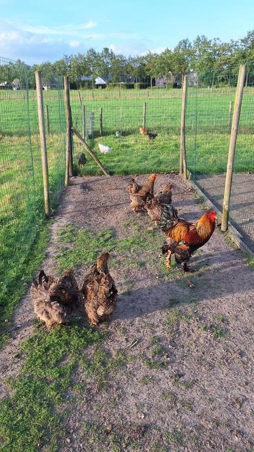 Broedeieren brahma goudpatrijs, Dieren en Toebehoren, Pluimvee