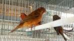 Kanaries, Animaux & Accessoires, Oiseaux | Canaris