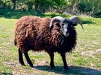 Ouessant schaap, Schaap