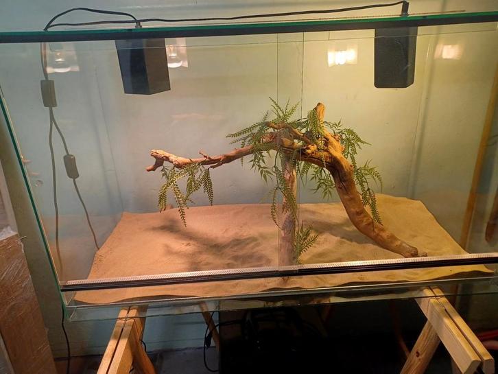 Terrarium, Dieren en Toebehoren, Reptielen en Amfibieën | Toebehoren, Zo goed als nieuw, Ophalen