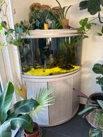 Aquarium + filter en vissen, Dieren en Toebehoren, Ophalen, Zo goed als nieuw