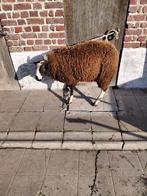 Bélier, Animaux & Accessoires