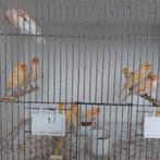 Mozaïek kanaries, Dieren en Toebehoren