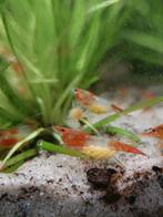 Orange rilli neocaridina garnalen, Dieren en Toebehoren, Vissen | Aquariumvissen