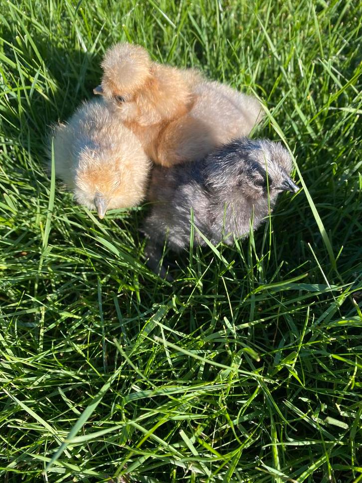 Kuikentjes USA Zijdehoen, Dieren en Toebehoren, Pluimvee, Kip, Geslacht onbekend