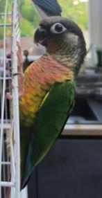 petit loulou cherche famille, Dieren en Toebehoren, Vogels | Parkieten en Papegaaien, Mannelijk, Papegaai, Tam