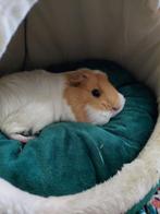 Ik zorg voor je cavia!, Dieren en Toebehoren, Knaagdieren, Cavia, Meerdere dieren, Tam