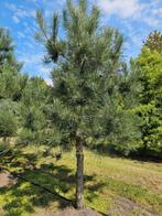 Pinus nigra 'nigra', Tuin en Terras, Ophalen, Volle zon