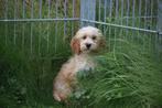 Cockapoo pups abricoos kleurig, Dieren en Toebehoren, Honden | Niet-rashonden, België, 15 weken tot 1 jaar, Meerdere, Meerdere dieren