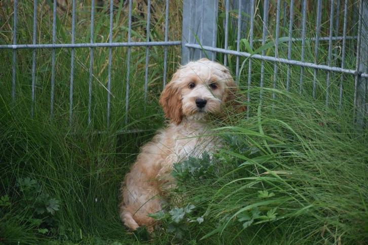 Cockapoo pups abricoos kleurig, Dieren en Toebehoren, Honden | Niet-rashonden, Middel, Meerdere dieren, Fokker | Professioneel
