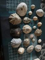 Schelpen, Verzamelen, Ophalen of Verzenden, Schelp(en)