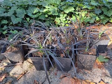 Ophiopogon planiscapus Niger

 beschikbaar voor biedingen