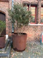 meeestammige steeneiken eigen kweek!, Tuin en Terras, Planten | Bomen, Ophalen of Verzenden