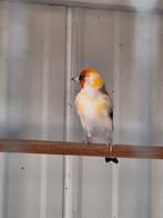 putter, Dieren en Toebehoren, Vogels | Overige Vogels, Mannelijk, Wildzangvogel, Geringd