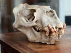 Crâne de lion de mer, Collections, Collections Animaux, Enlèvement ou Envoi, Animal sauvage, Crâne