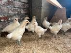 “Poule de bress” kuikens, Dieren en Toebehoren, Geslacht onbekend