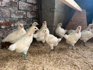 “Poule de bress” kuikens beschikbaar voor biedingen