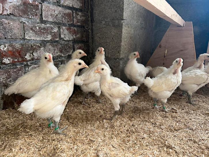 “Poule de bress” kuikens, Dieren en Toebehoren, Pluimvee, Geslacht onbekend