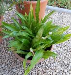 Planten, Tuin en Terras, Planten | Tuinplanten, Ophalen