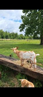Gecastreerd bokje, Dieren en Toebehoren, Schapen, Geiten en Varkens