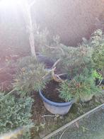 bonsai startplant pinus mugo, Tuin en Terras, In pot, Minder dan 100 cm, Overige soorten, Volle zon