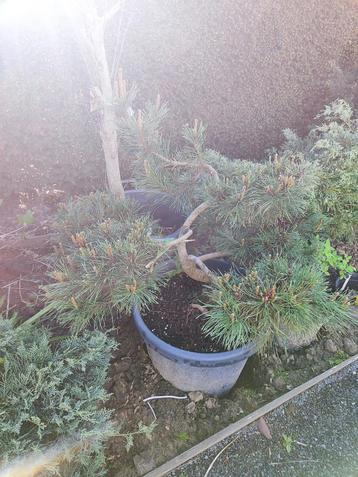 bonsai startplant pinus mugo