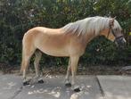 Gave stoere grote haflinger ruin 1.58 hoog, Minder dan 160 cm, Gechipt, Ruin, 3 tot 6 jaar