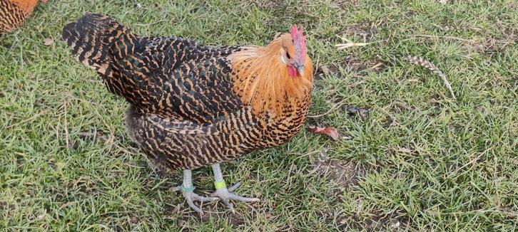 Jonge geringde Goudbrakel hennen, Dieren en Toebehoren, Pluimvee, Kip, Vrouwelijk