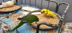Kakarikis  males 1 an, Animaux & Accessoires, Femelle