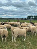Lot van 50 stuks super mooie rammen lammeren, Dieren en Toebehoren, Schapen, Geiten en Varkens, Mannelijk, Schaap