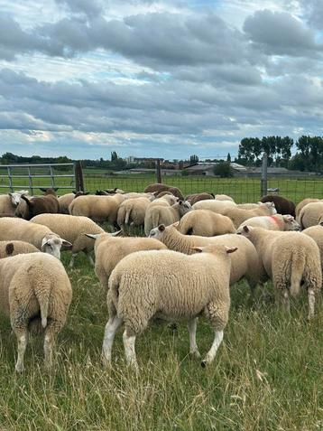 Lot van 50 stuks super mooie rammen lammeren, Mâle, Mouton