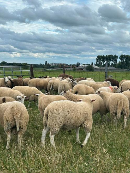 Lot van 50 stuks super mooie rammen lammeren, Dieren en Toebehoren, Schapen, Geiten en Varkens, Schaap, Mannelijk