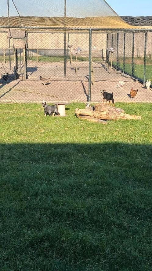Hoornloze blauwschimmel geit met 3 lammetjes, Dieren en Toebehoren, Schapen, Geiten en Varkens, Geit, Meerdere dieren, 0 tot 2 jaar