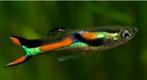 Endler guppen, Animaux & Accessoires, Poissons | Poissons d'aquarium