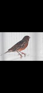 Super femelle canaris bronze noir rouge naturel sans coloran, Femelle, Canari de couleur