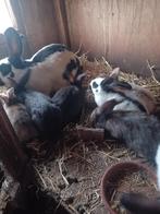 Jonge konijnen, Dieren en Toebehoren, Geslacht onbekend, Groot, 0 tot 2 jaar