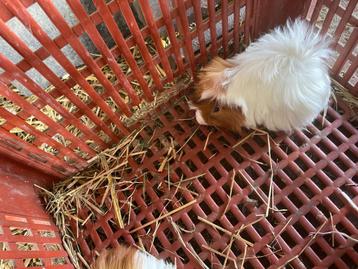 Peruvian cavia’s, Dieren en Toebehoren, Knaagdieren, Cavia