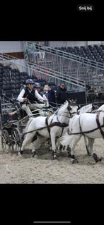 Welsh tuigpony/springpony te koop, Dieren en Toebehoren, Pony's, Ruin, Tuigpony, Gechipt, 7 tot 10 jaar
