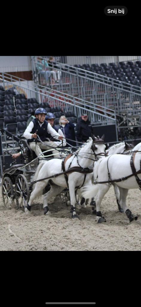 Welsh tuigpony/springpony te koop, Dieren en Toebehoren, Pony's, Ruin, Tuigpony, 7 tot 10 jaar, Met stamboom, Gechipt, Ontwormd
