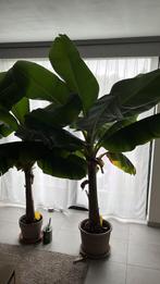 Bananen planten, Huis en Inrichting, Kamerplanten, Ophalen of Verzenden