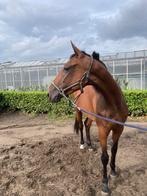 Franse draver, Dieren en Toebehoren, Paarden, Merrie, Gechipt, Niet van toepassing, 3 tot 6 jaar