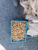 Aardappel  planters, Zakelijke goederen, Landbouw | Aardappelen, Groenten, Fruit en Vlees, Ophalen of Verzenden