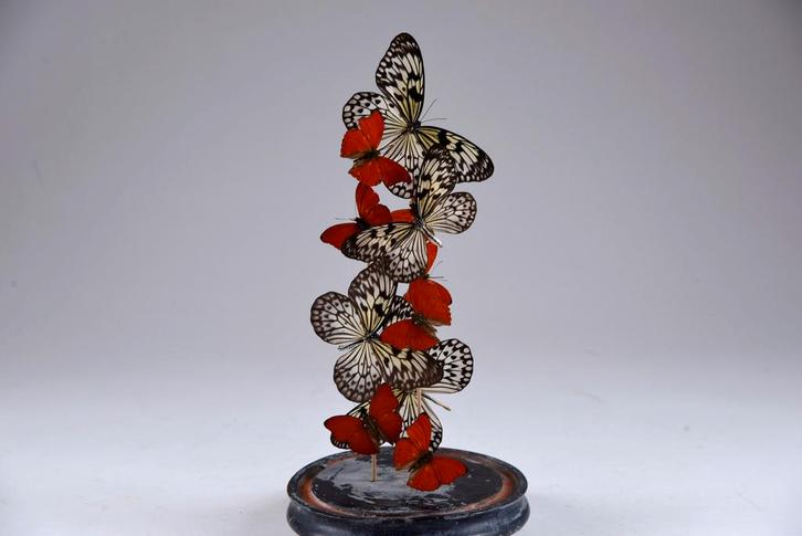 Globe Napoléon avec véritable papillons, Antiek en Kunst, Curiosa en Brocante, Ophalen of Verzenden