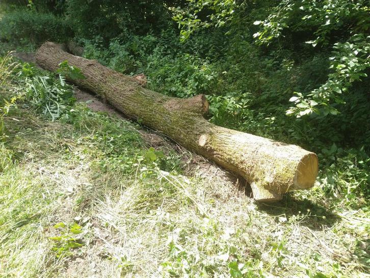 Grumes de chêne, Doe-het-zelf en Bouw, Hout en Planken, Eiken, 300 cm of meer, 50 mm of meer, Ophalen