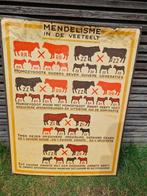 Vintage schoolplaten jaren 40, Ophalen, Natuur en Biologie
