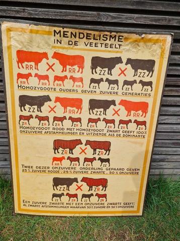 Vintage schoolplaten jaren 40 beschikbaar voor biedingen